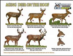 Image result for Visual Deer Aging Chart