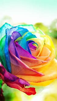 Image result for iPhone 6 Plus Rose Wallpaper