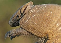 Image result for Fat Armadillo
