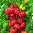 Image result for Tomato Grafting On a Tree