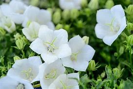 Image result for Campanula carpatica Weisse Clips