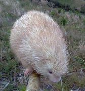 Image result for Stump-Tailed Porcupine
