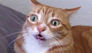 Image result for Silly Ginger Cat