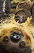 Image result for Goofy Sloth