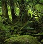 Image result for Computer Lock Screen Forest