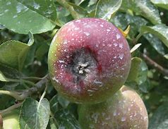 Image result for Apple Black Rot