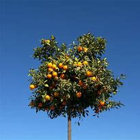 Image result for Sweet Orange Tree