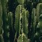 Image result for Types of Cactus Trees