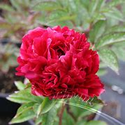 Paeonia Karl Rosenfield に対する画像結果