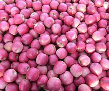 Image result for Rows of Colored Apple's