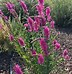 Image result for Lythrum Dropmore Purple