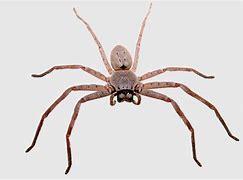 Image result for Spider Cricket