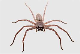 Image result for Mutant Cricket Spider