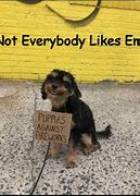 Image result for Dogs and Fireworks Memes