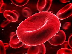 Image result for Red Blood Cell