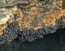 Image result for Bat Colonies
