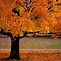Image result for 1280X720 Free Autumn Wallpaper Background