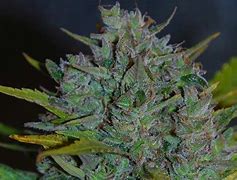 Image result for Prince Case Weed