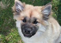 Image result for Icelandic Sheepdog Puppies