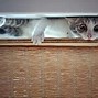 Image result for Image ID for Invisible Cat