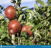 Image result for Pink Lady Apple Tree
