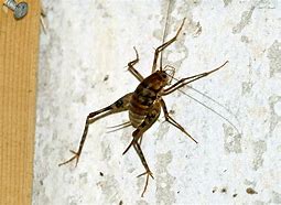 Image result for Cricket Bug Brown