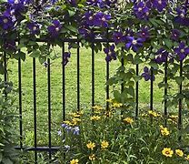 Image result for Clematis On Fence