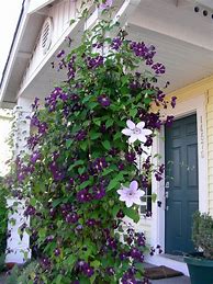 Image result for Growing Ideas for Clematis
