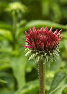 Image result for Flowers with Spiky Petals