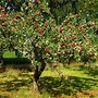 Image result for Crook in an Apple Tree