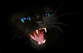 Image result for Anime Black Cat with Blue Eyes