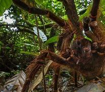 Image result for Goliath Birdeater Catching a Bird