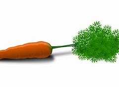 Image result for Carrot Uses