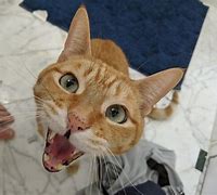 Image result for Meow Funny Cat Meme