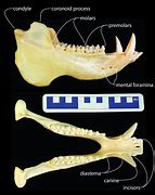 Image result for Jawbone Animal