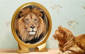 Image result for Cat Mirror Sees Lion
