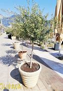 Image result for Soil for Olive Trees in Pots