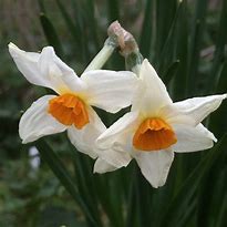 Image result for Narcissus Cragford