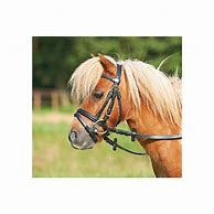 Image result for Miniature Horse Bridle