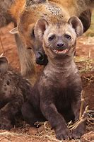 Image result for Funny Animal Smiles