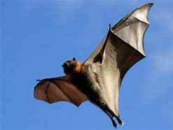 Image result for Peter's Dwarf Epauletted Fruit Bat