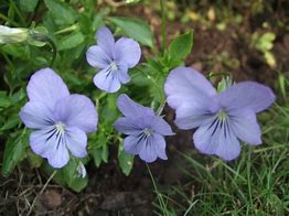 Image result for Viola cornuta Icy but Spicy