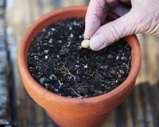Image result for Can you Plant Cherry Seeds