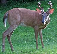 Image result for Deer Jawbone Puller