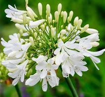 Image result for Agapanthus Snowball (Funnel-Group)
