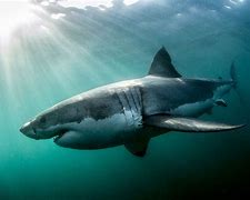 Image result for South African Great White Shark