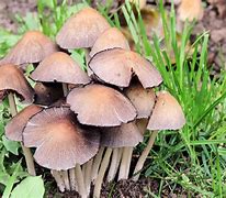 Image result for Mushroom Popsocket
