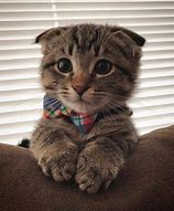Image result for Cat with Bow Tie Meme