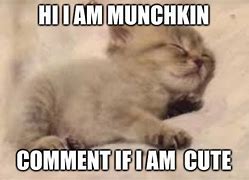 Image result for Munchkin Cat Meme