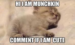 Image result for Munchkin Cat Big Head Meme